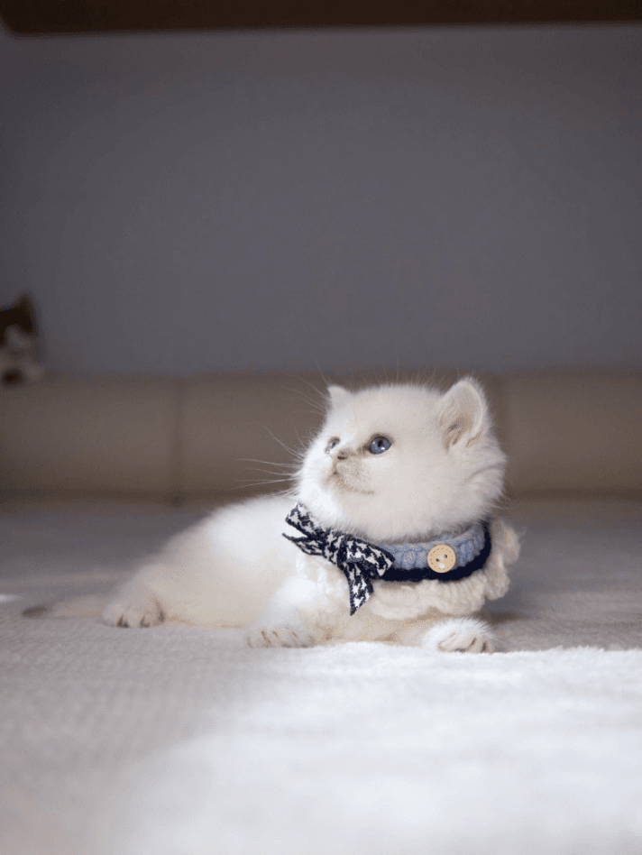 The Ultimate Guide to British Shorthair And Longhair Breed Standards (TICA, WCF, CFA Requirements Explained)