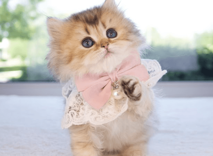 6 Reasons to Own a Stunning British Longhair