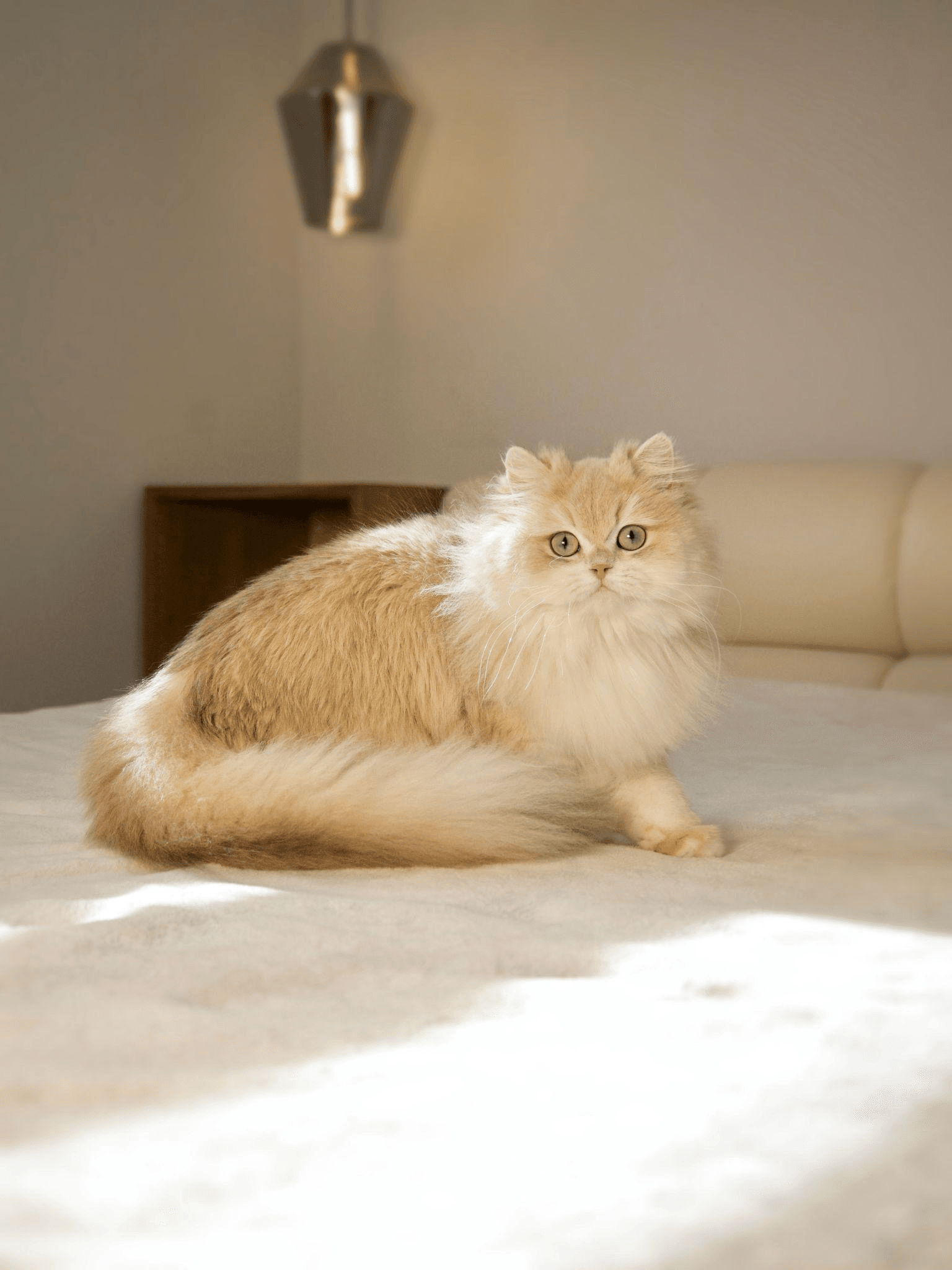 A British Longhair sitting in the sunlight