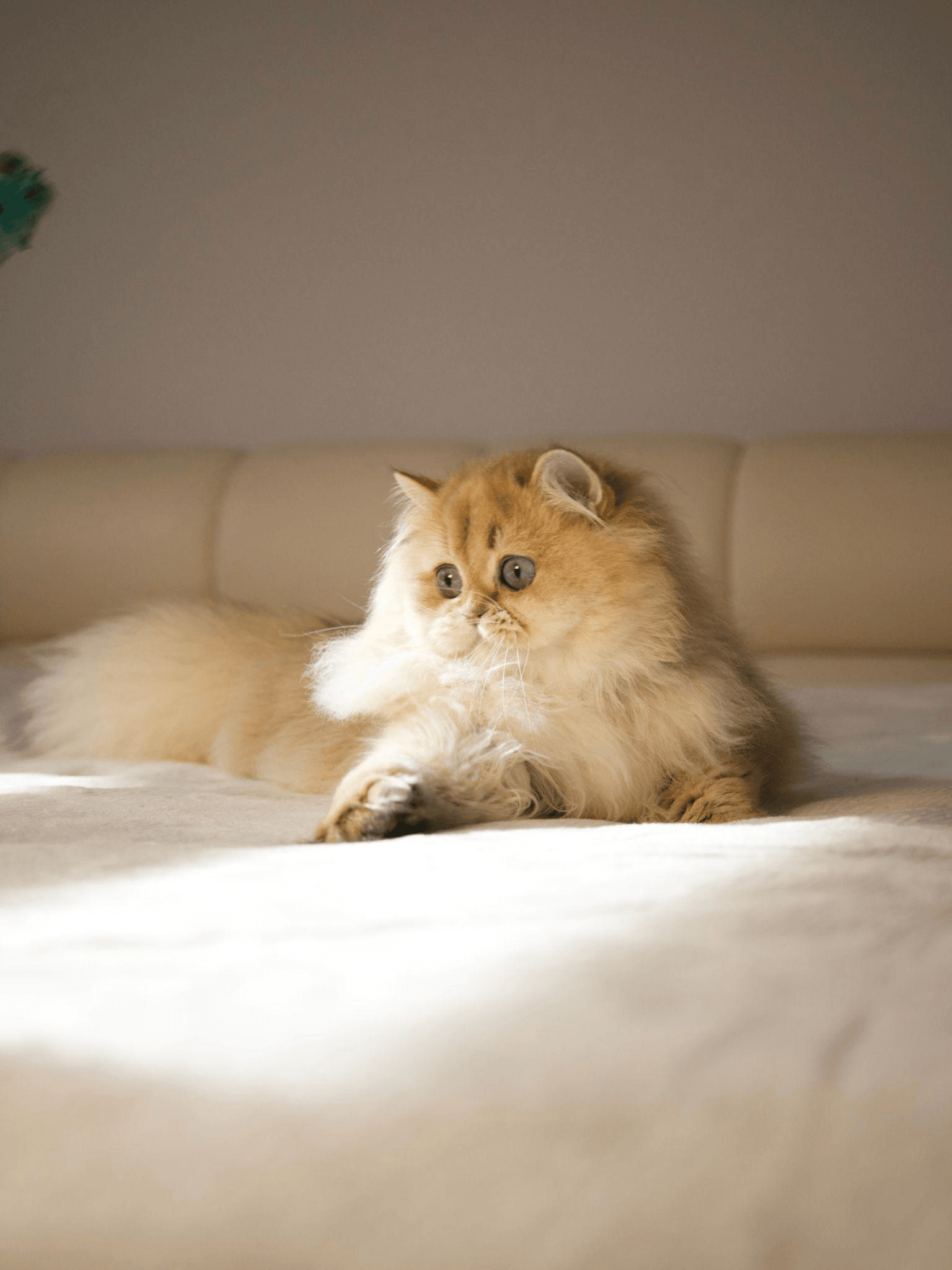 A British Longhair lounging