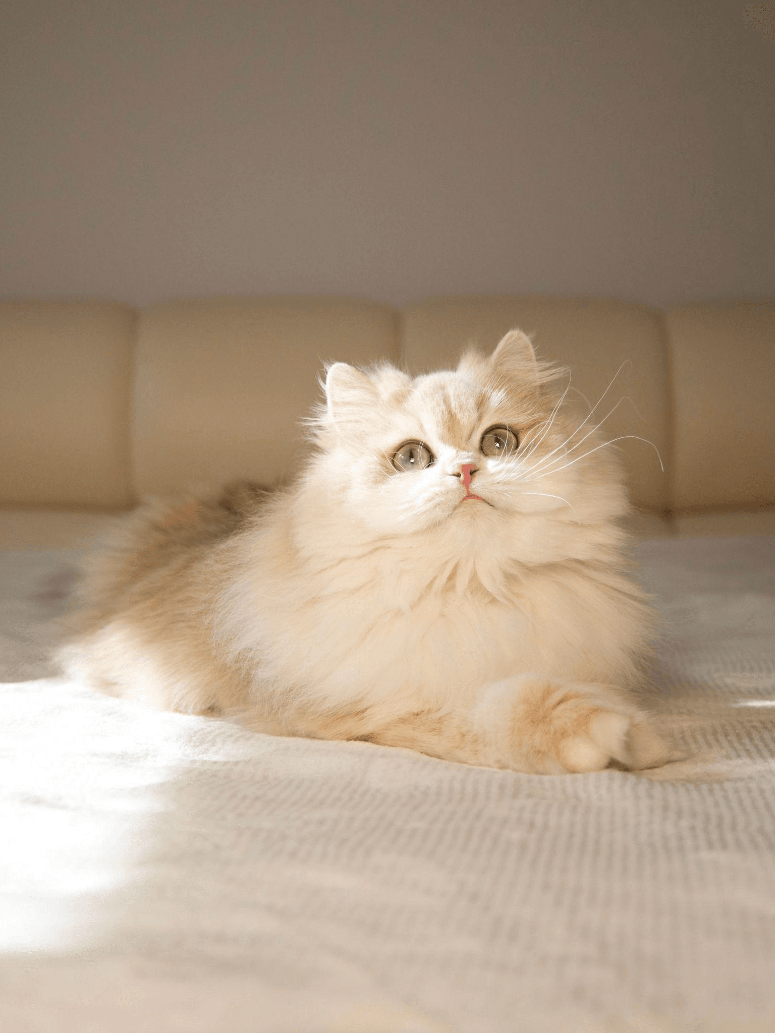 The British Longhair Cat: A Loyal, Laid-Back Beauty with a Playful Heart