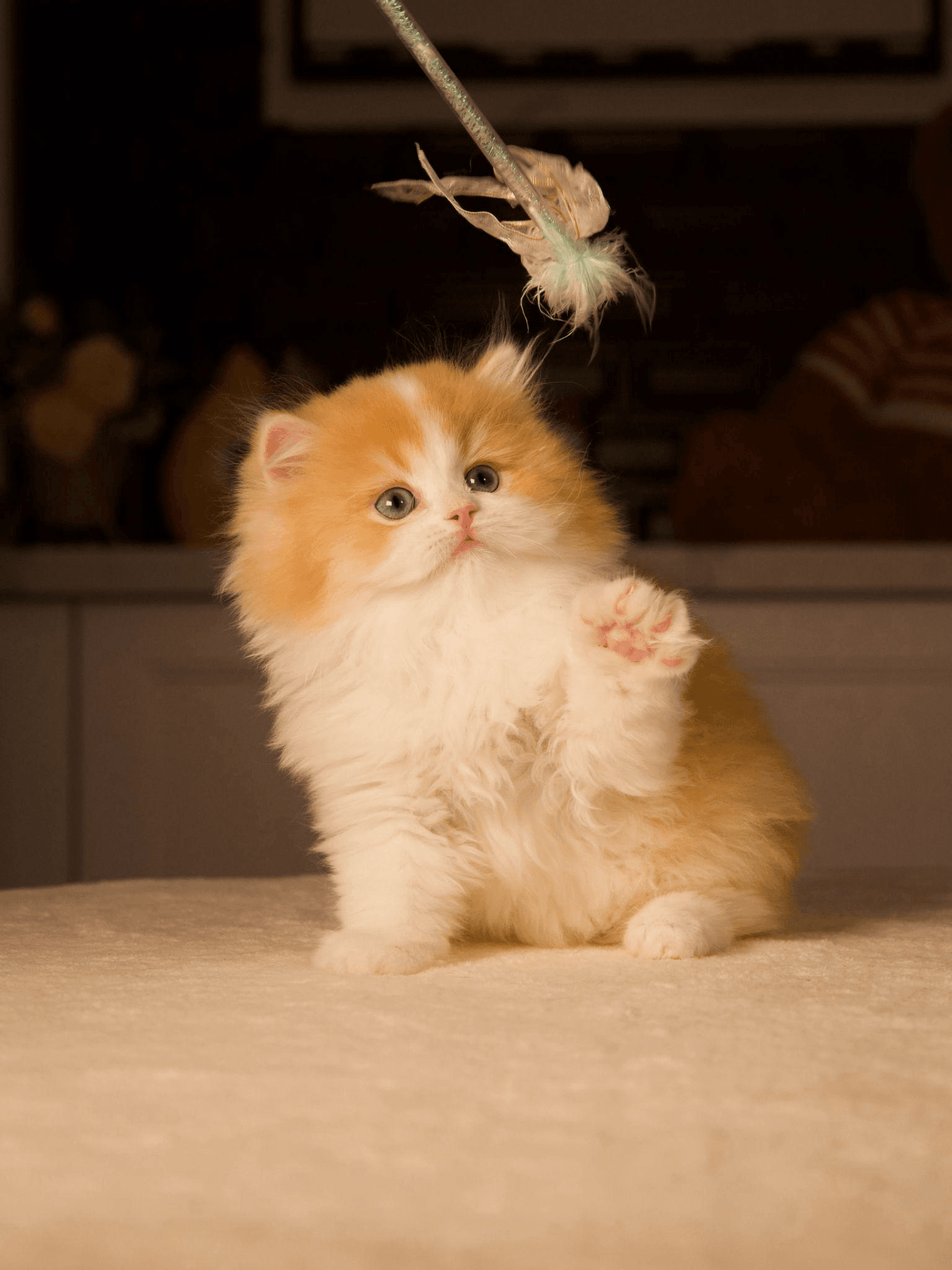 A kitten playing