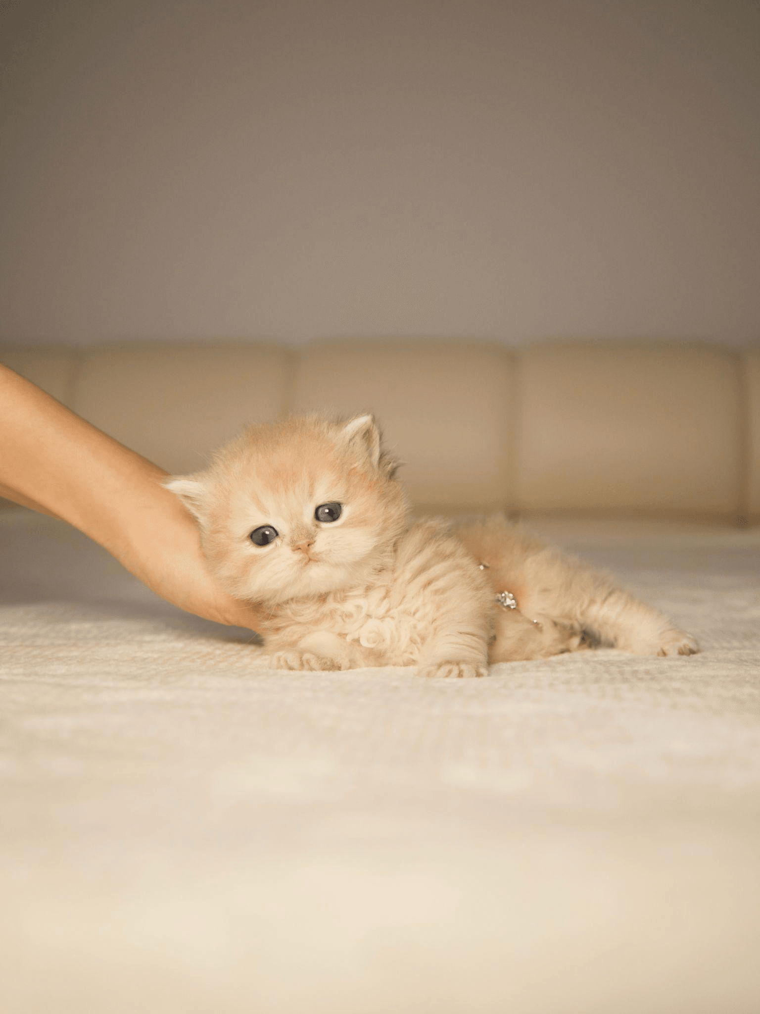 A kitten laying on a person’s hand