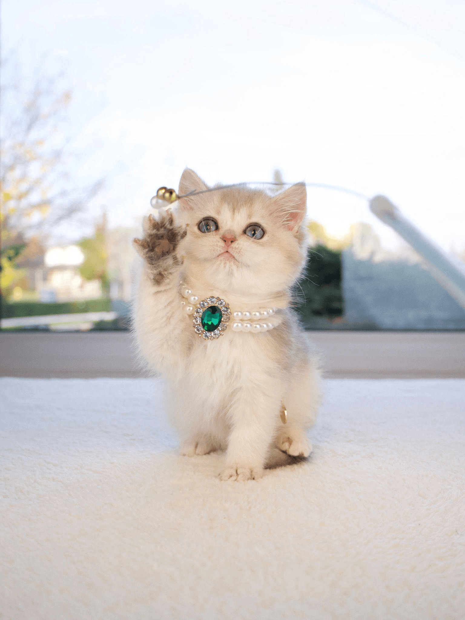 A British Shorthair kitten