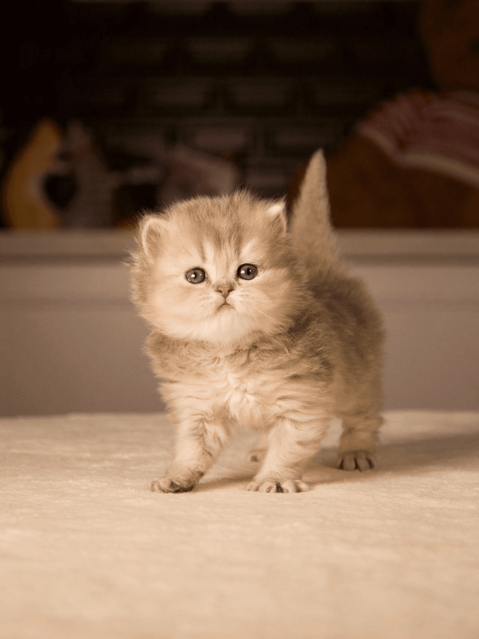 A small kitten