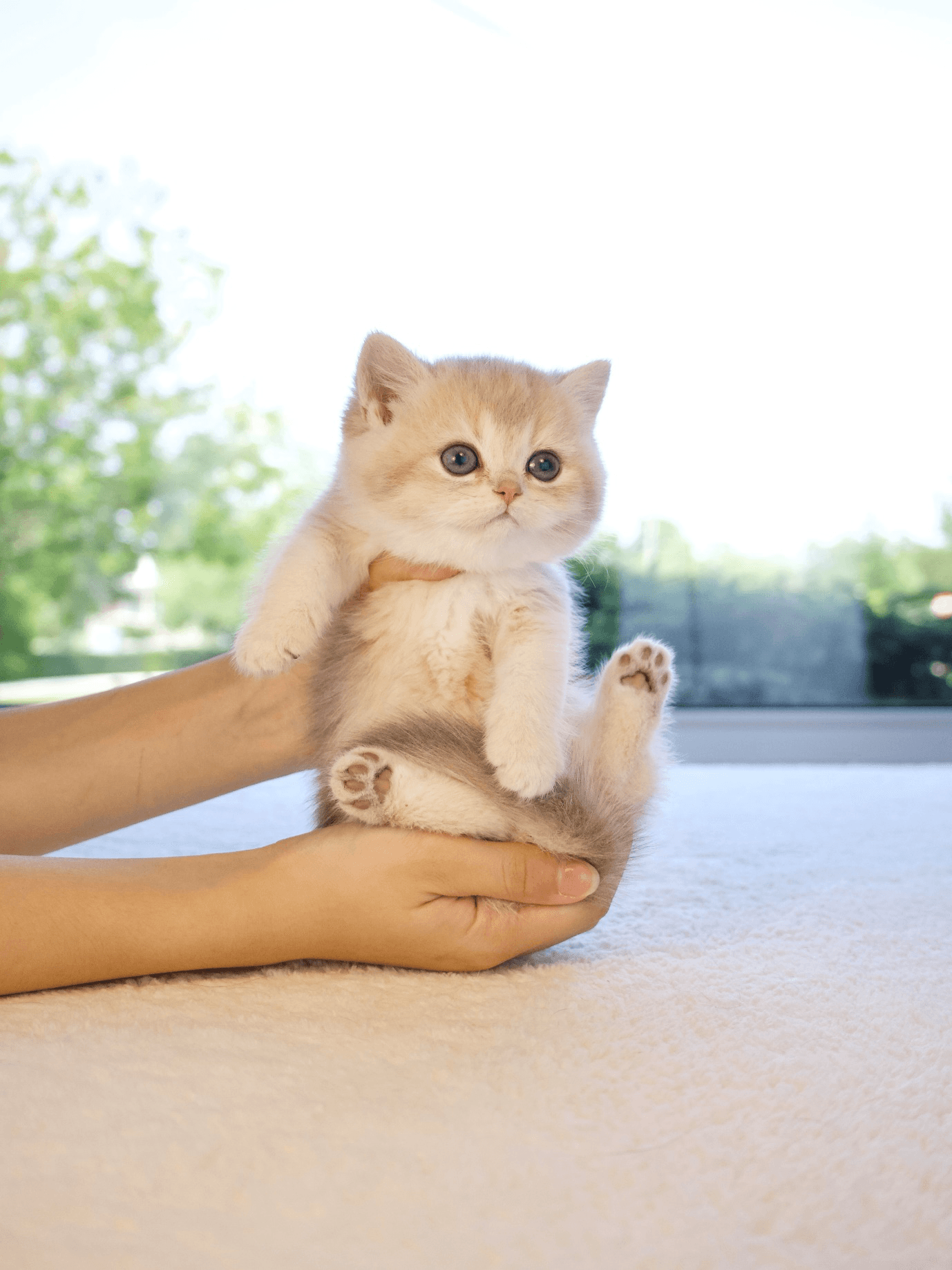  A British shorthair kitten