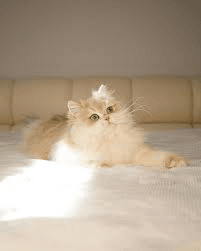 British cat playing with a feather toy inside a modern home