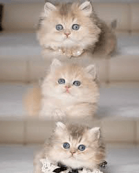 British Shorthair and Longhair kittens resting peacefully in a soft bed