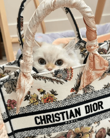 British Longhair enjoying inside a purse