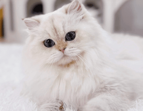 How to Keep Your British Longhair Healthy for Years to Come