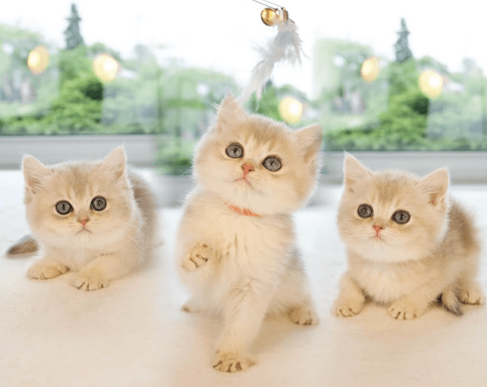 British cats after grooming