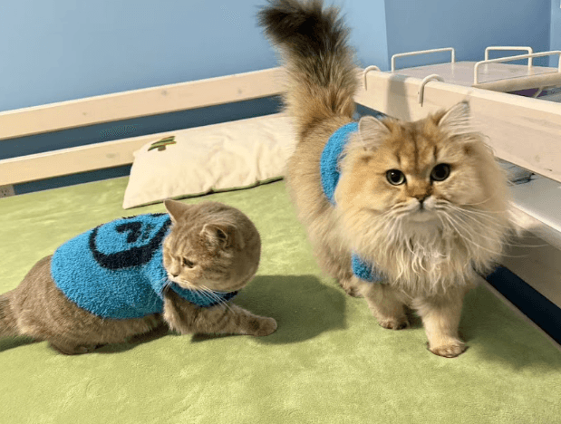British Longhair cat playing with interactive toys for mental stimulation.