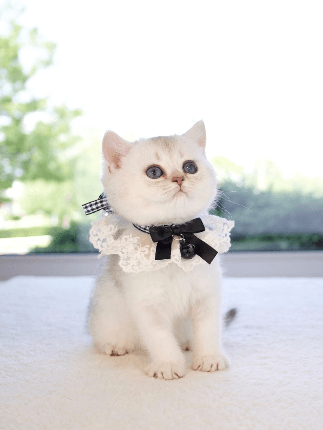 The Ultimate Guide to British Shorthair & Longhair Cats: History, Traits, and Care