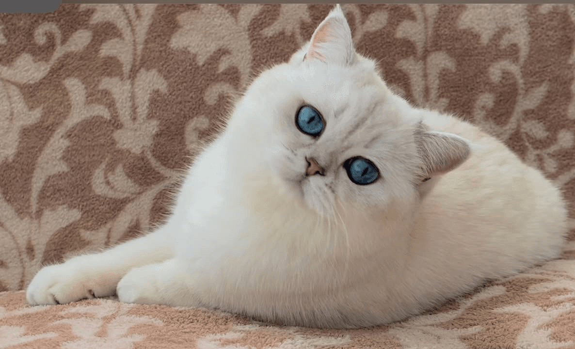 The Psychology of British Cats: Understanding Their Unique Temperament
