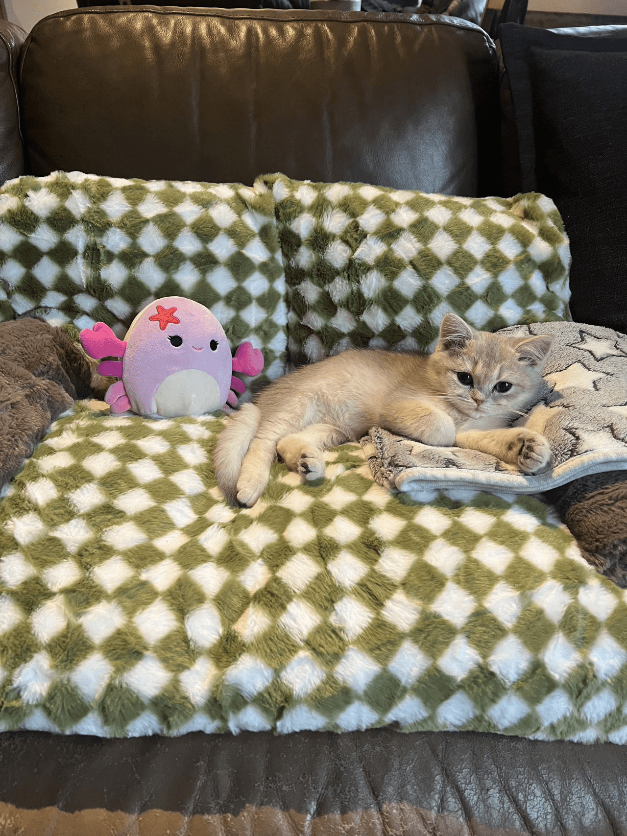  A British shorthair cat on a couch
