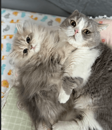 British Shorthair kitten in a cattery environment