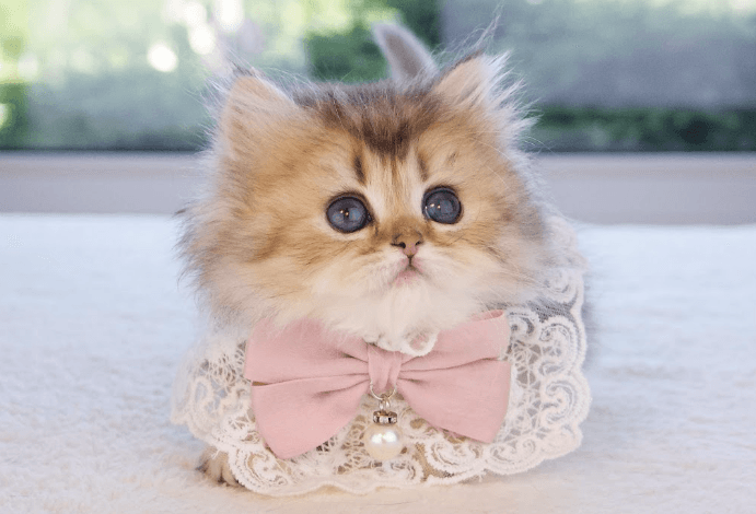 A kitten wearing a pink bow