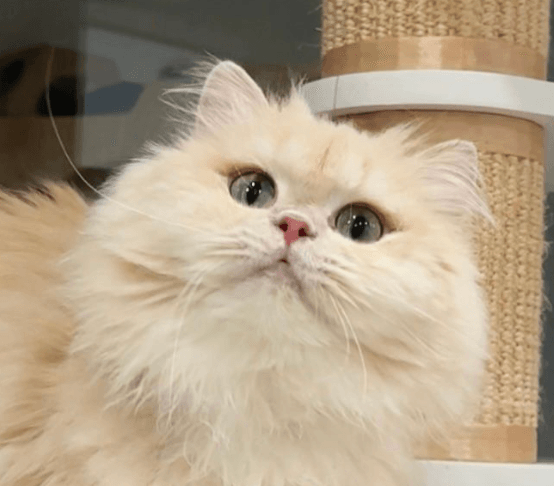 British Longhair Cat For Adoption