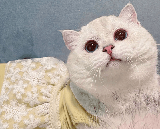 Preparing Your British Cat for a Show: A Comprehensive Guide