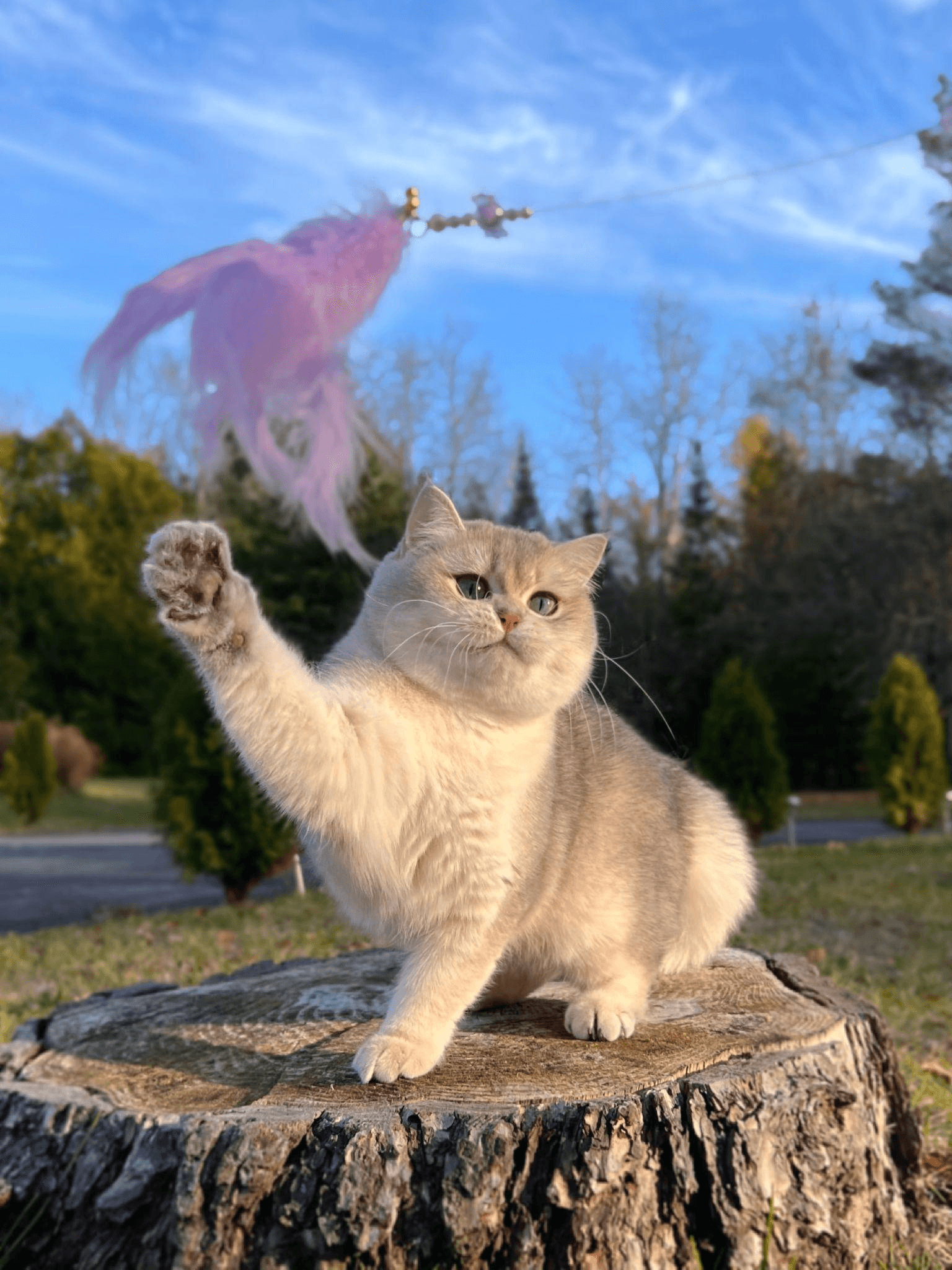 British Shorthair vs. British Longhair Energy Levels: What Daily Life Really Looks Like