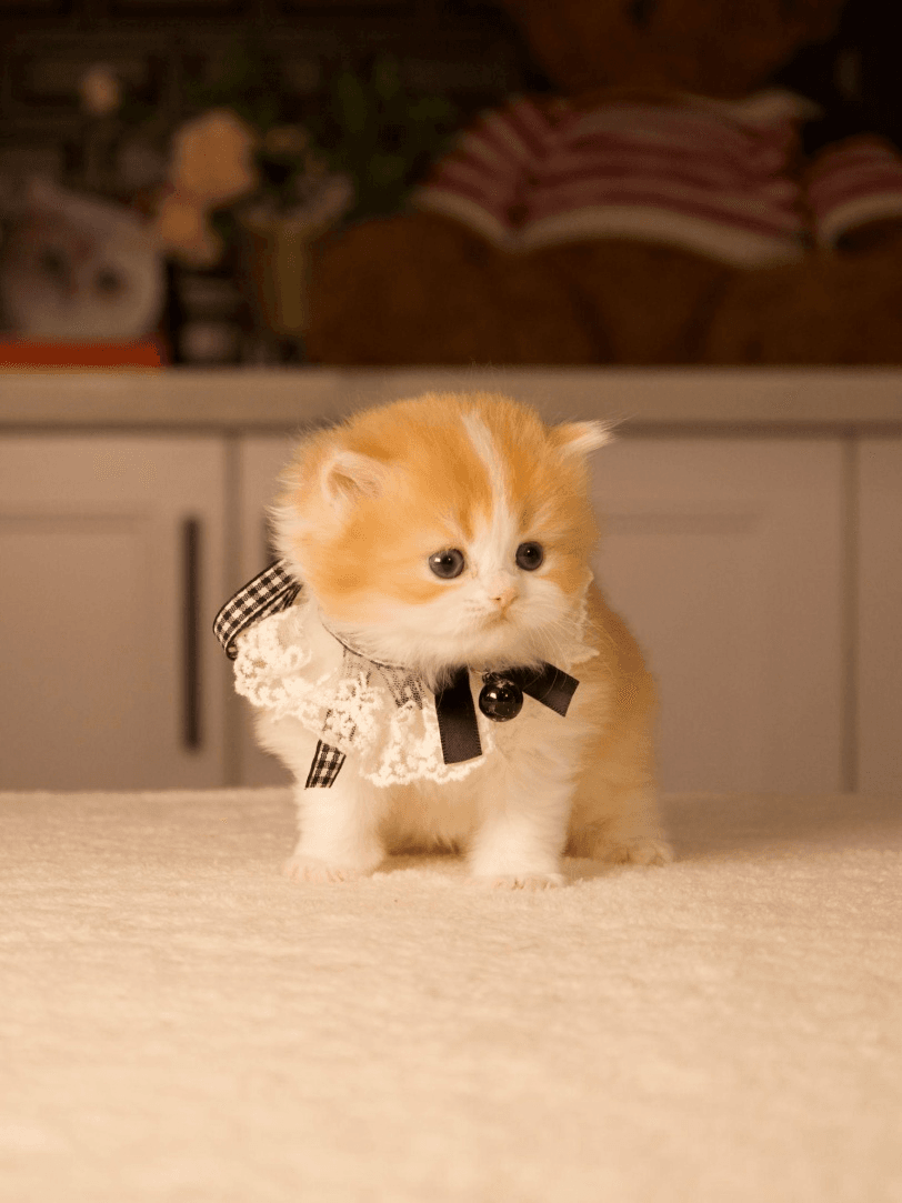 A British Shorthair kitten