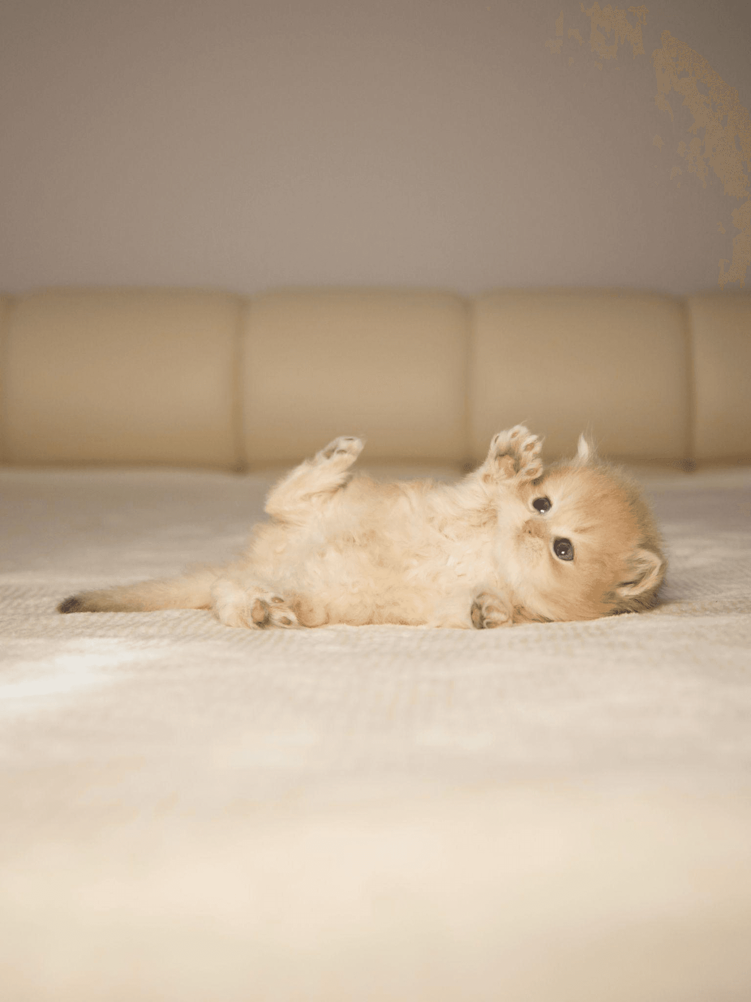 Top Reasons to Choose a British Shorthair as Your Feline Friend