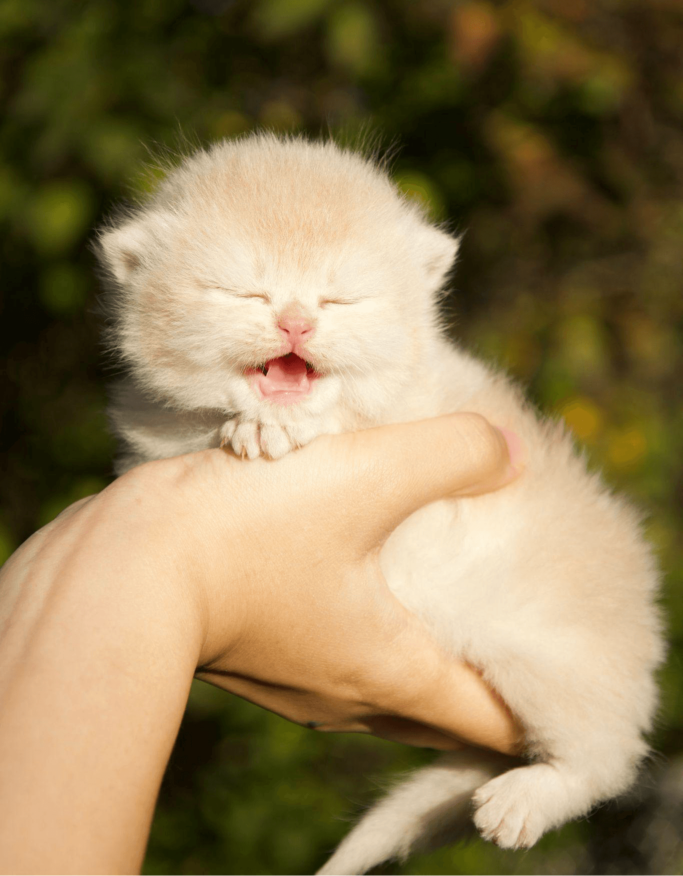 Understanding Color Genetics in British Shorthair and Longhair Cats