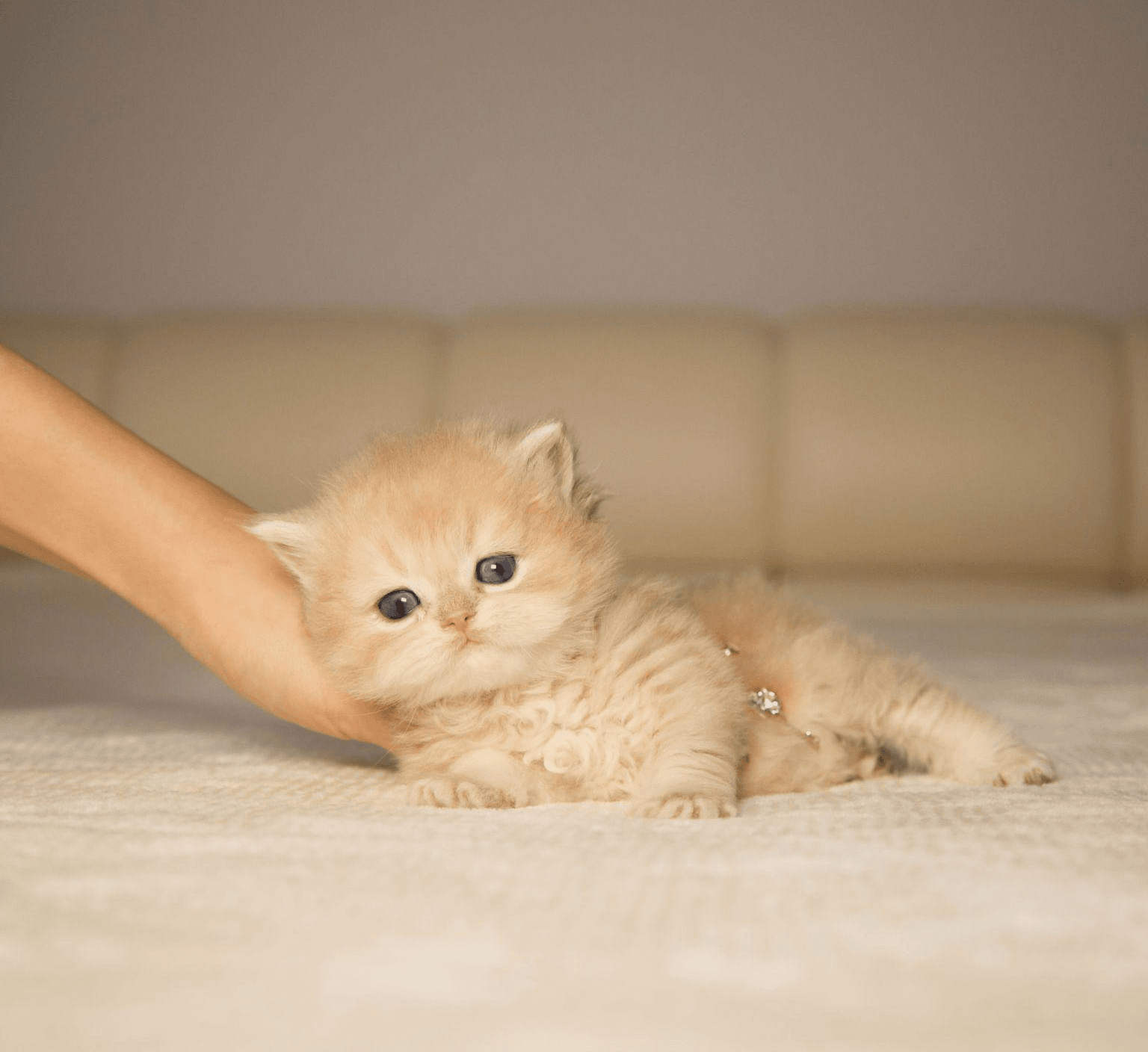 A tiny fluffy cream-colored kitten with blue eyes lies on a soft bed while being gently supported by a hand.