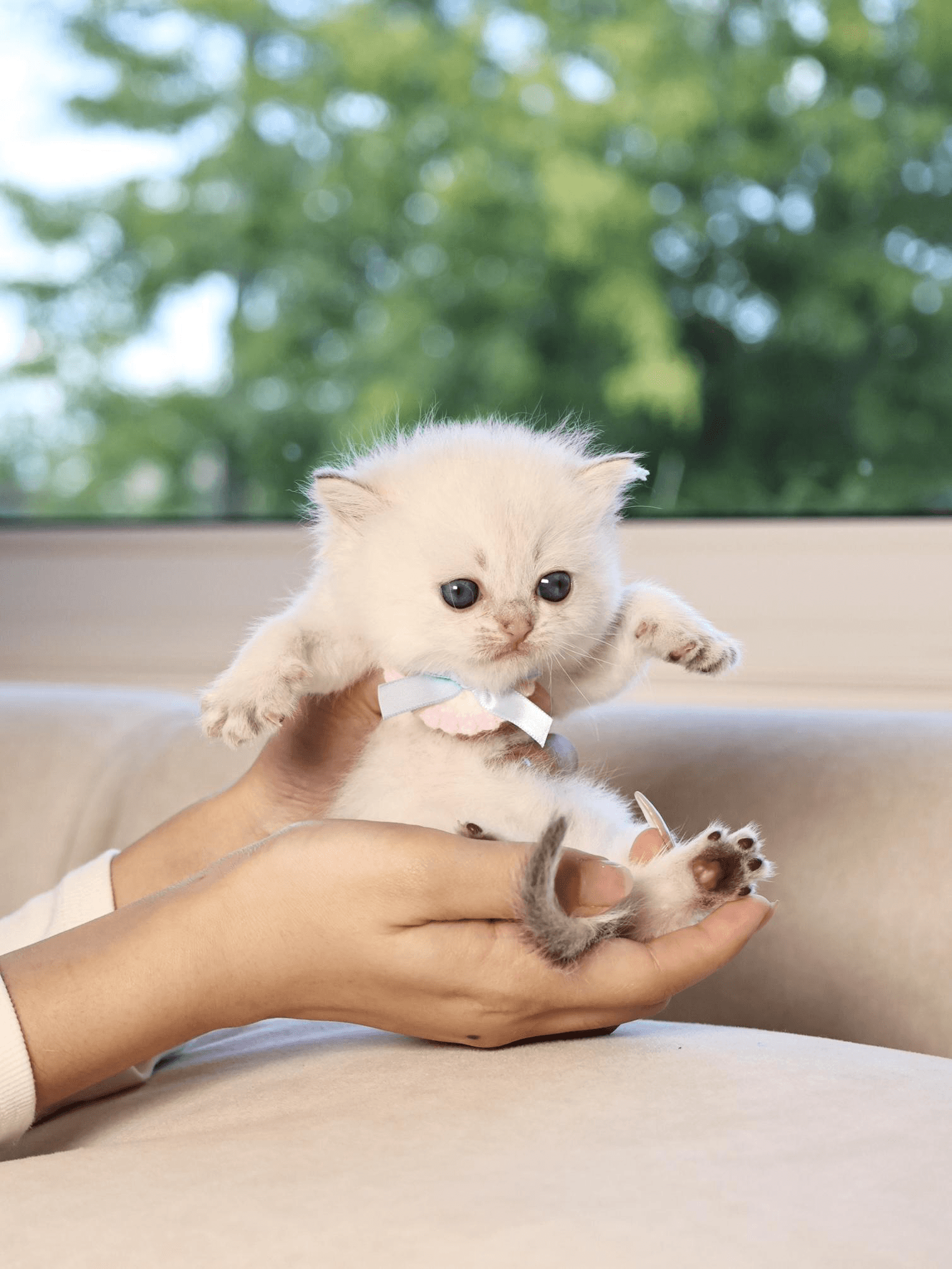 A tiny fluffy white kitten with blue eyes and a pastel bow is being gently held in someone’s hands in front of a leafy window background.
