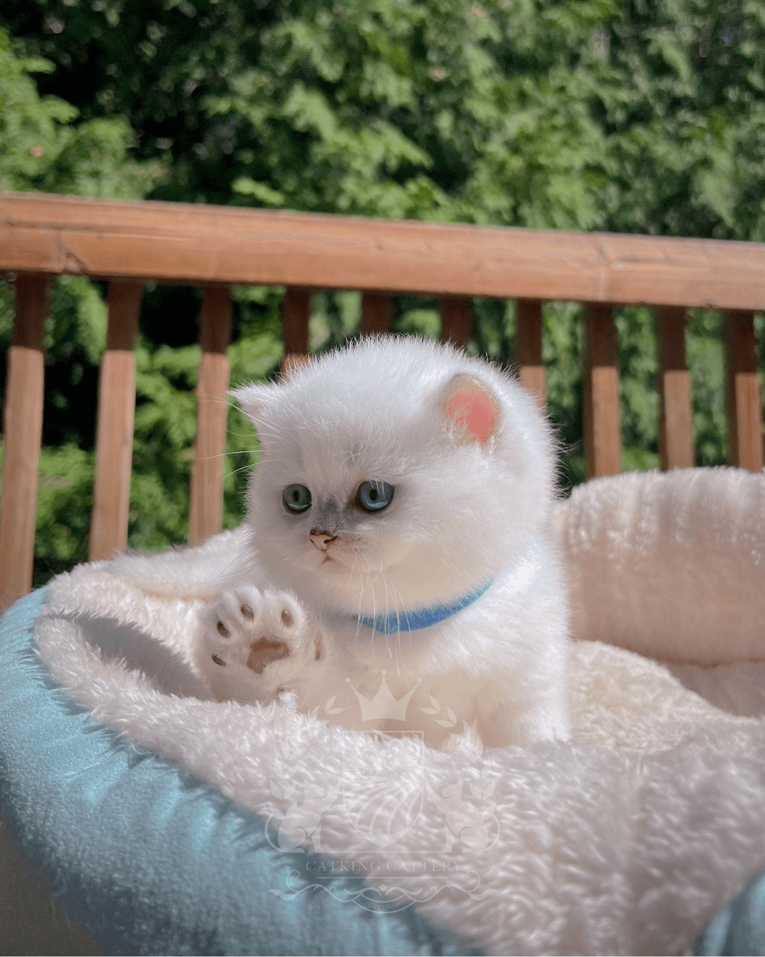 A fluffy white kitten with blue eyes and a blue collar sits in a soft bed outdoors, raising one tiny paw.
