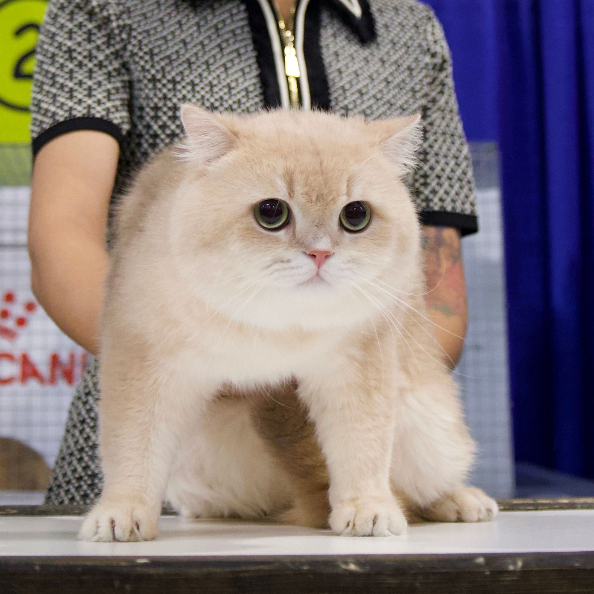 Apollo CatKing