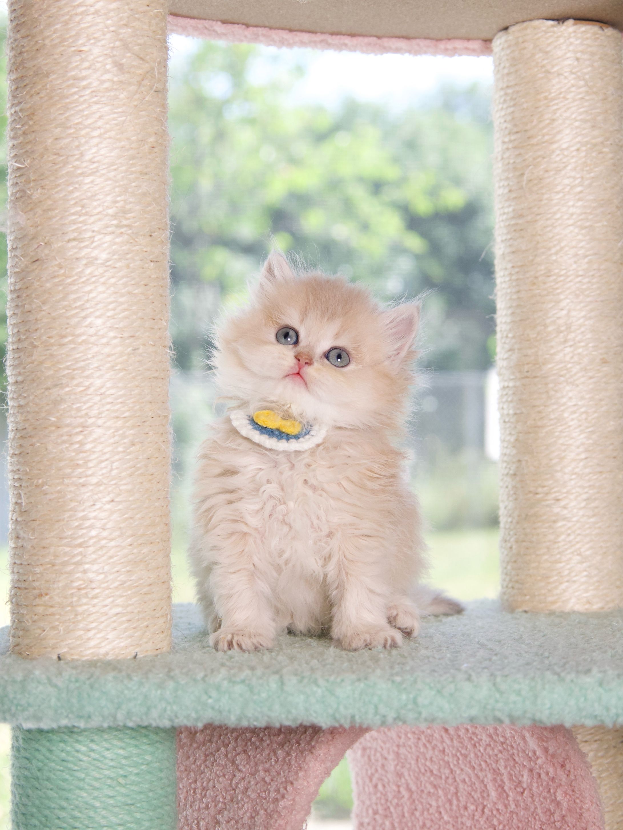 How to Be a Cat Breeder in Canada: Essential Tips for Success