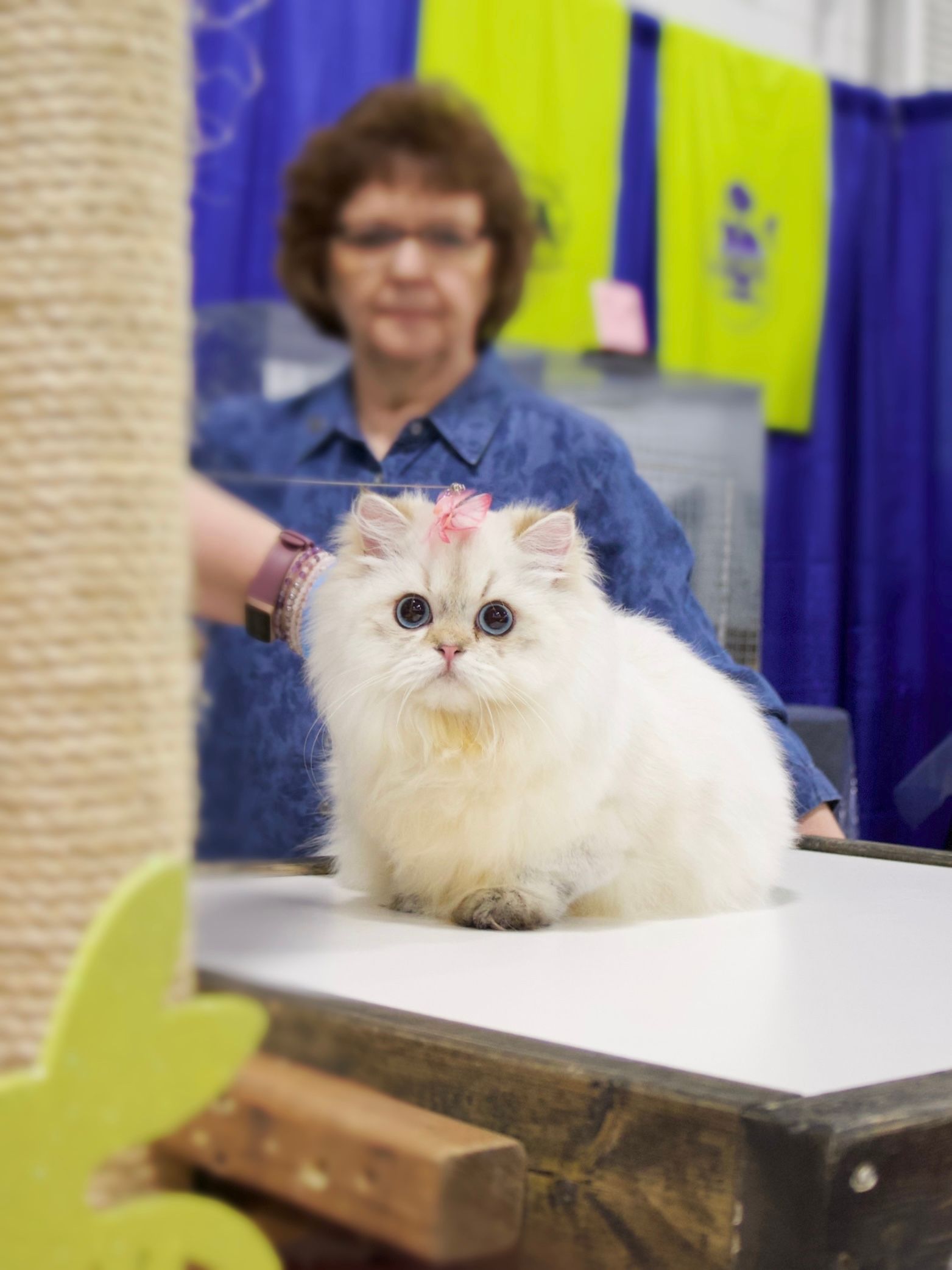 How Do You Become a Cat Breeder: Expert Tips for Success