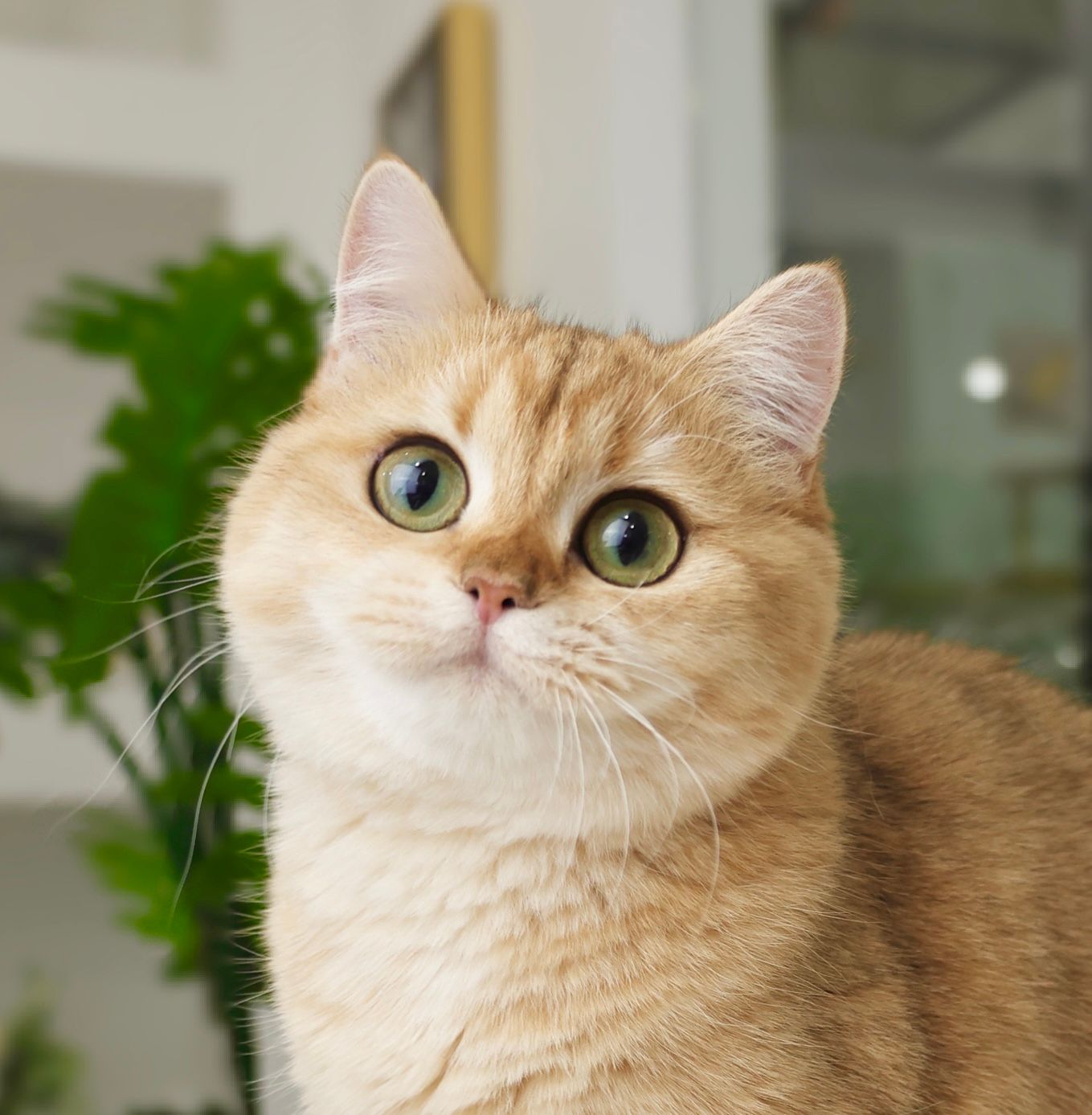 Nova