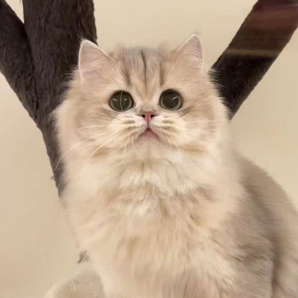 Barbara