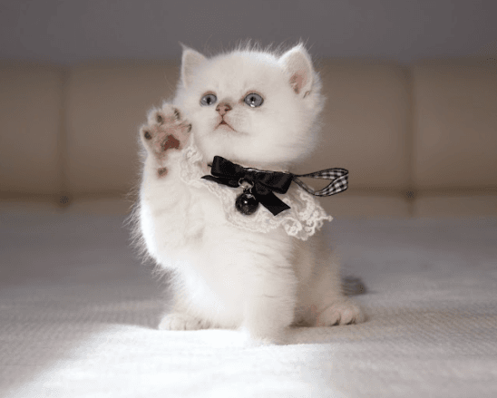 British Shorthair kitten playing