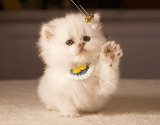 Person giving a cat a treat