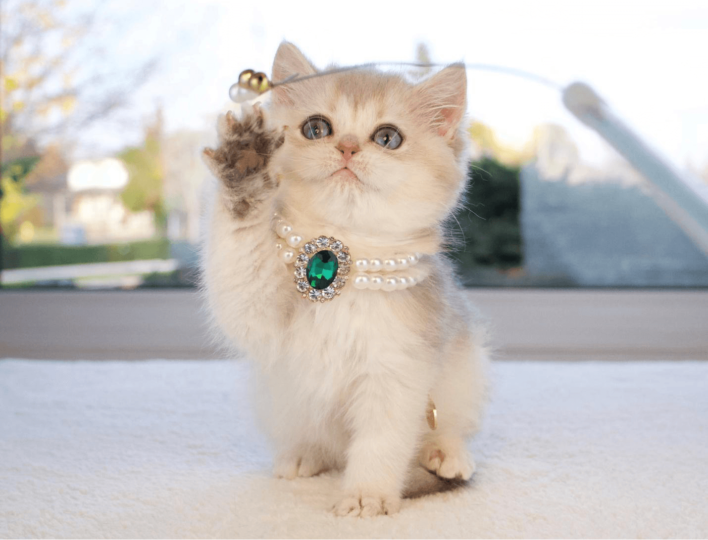 British Shorthair kitten playing