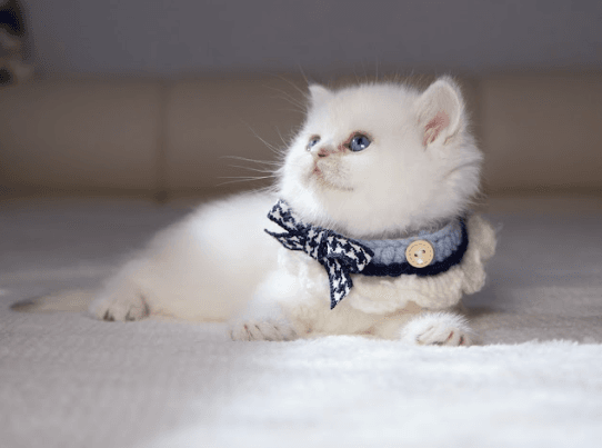 British Shorthair kitten wearing a black and white collar