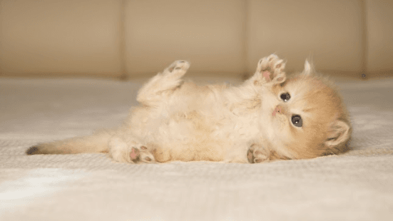 Cream and beige coloured British Shorthair kitten playing 