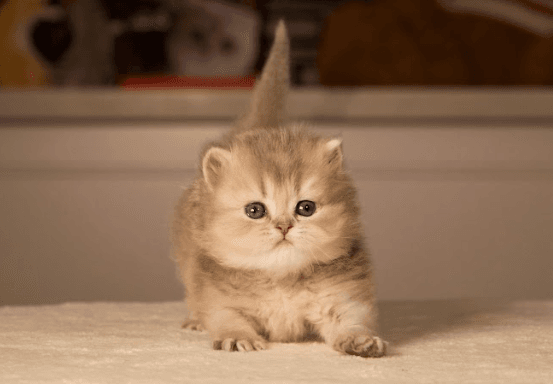 British Shorthair kitten 