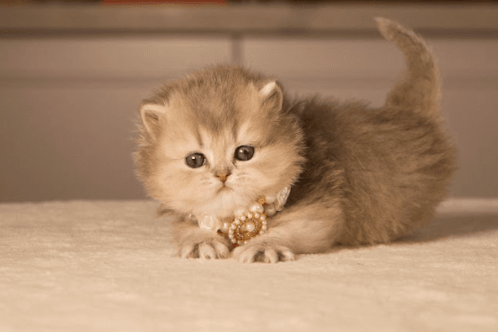 Feeding Your British Cat: Nutrition Tips for a Healthy Life