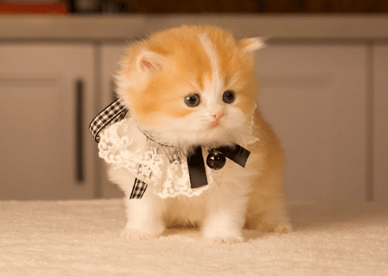 Why Early Socialization Matters for Your Kitten’s Confidence