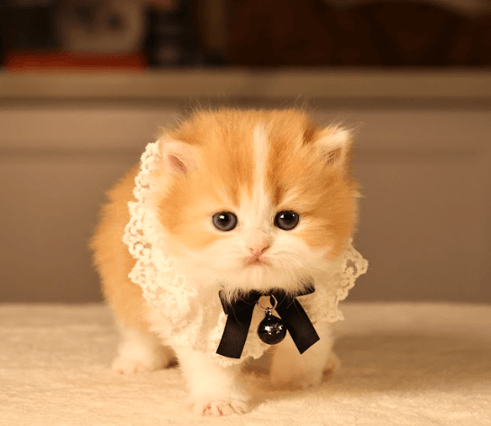 Orange and white British Shorthair kitten 