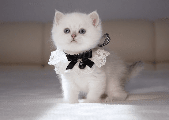 British Shorthair kitten wearing a black and white collar