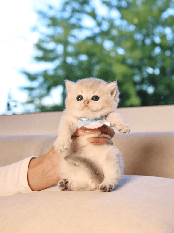 Why British Shorthairs Mature Slower Than Other Breeds