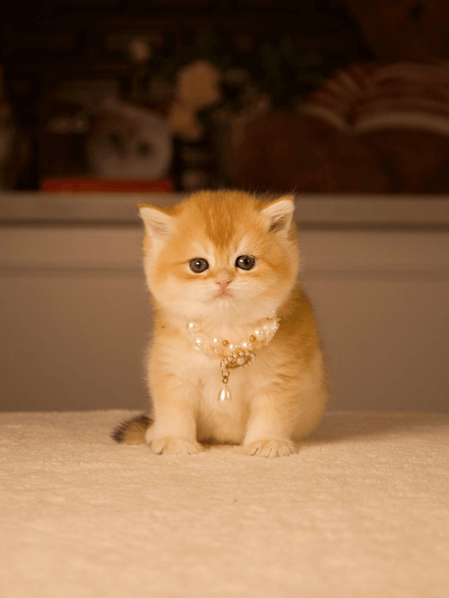 The Complete Buyer's Guide to British Shorthair Kittens in Canada