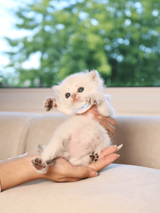 A British Shorthair kitten in a person’s hand