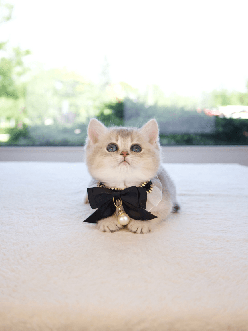 Feeding Your British Shorthair Kitten: Nutrition Advice From Experienced Breeders