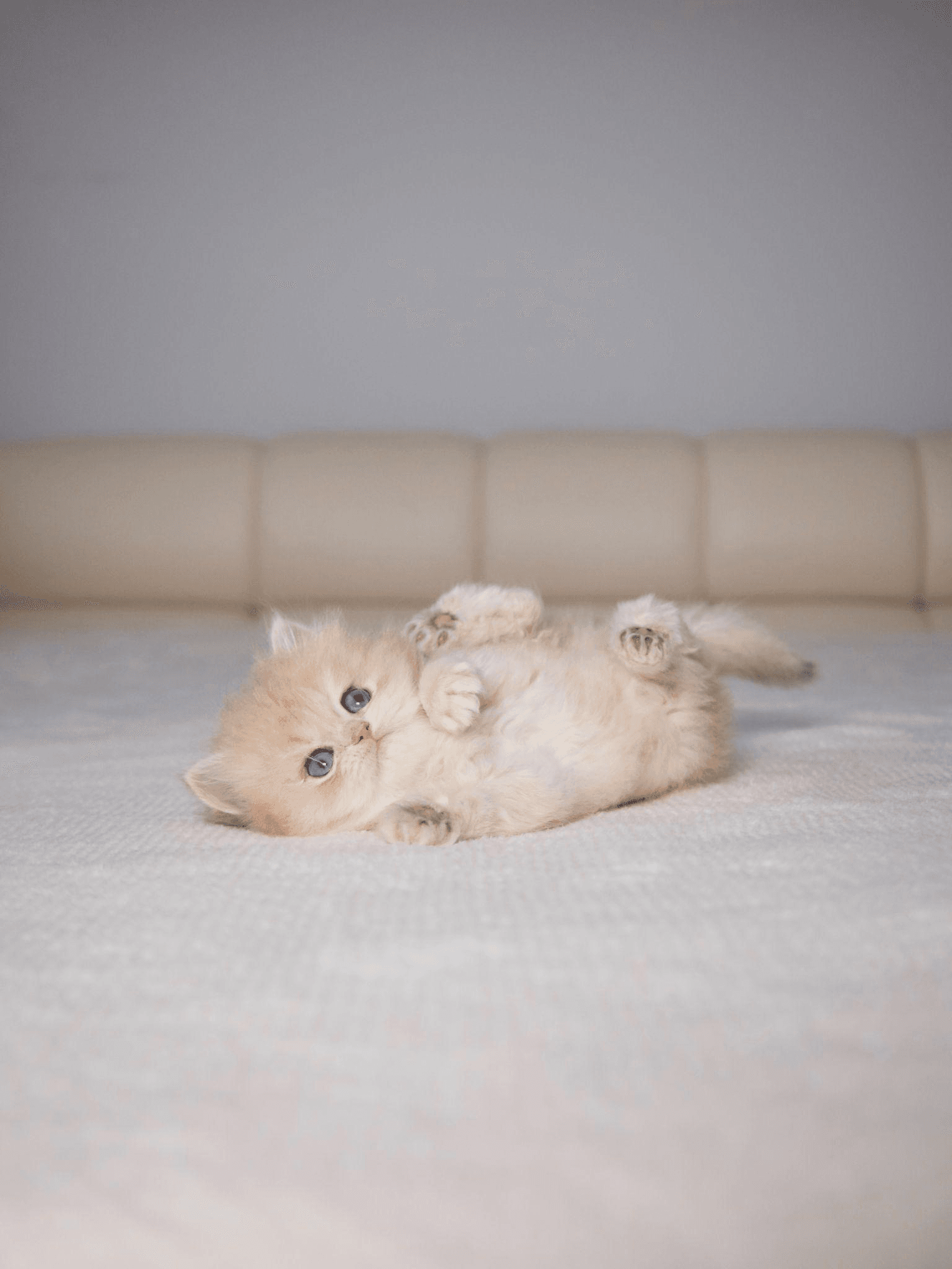 close-up of a kitten lying on its back on the bed